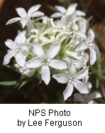 Ipomopsis congesta