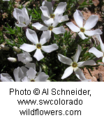 Phlox austromontana