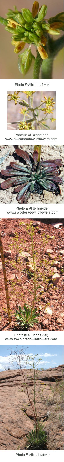 Eriogonum alatum