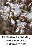 Eriogonum microthecum