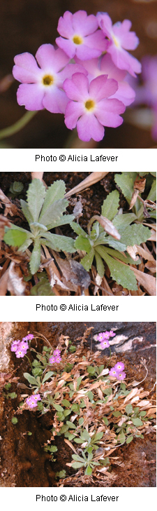 Primula specuicola