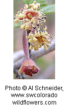 Cercocarpus montanus