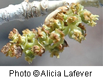 Populus fremontii