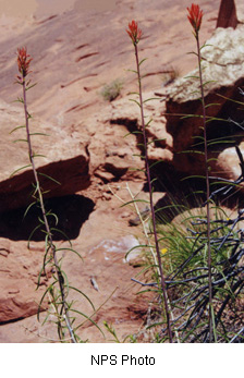 Castilleja linariifolia