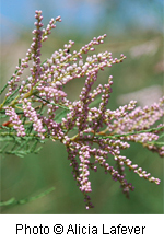 Tamarix chinensis