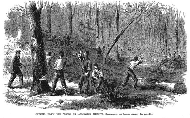 Men cutting down trees.