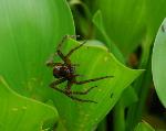 First Place - Macro (Under 18)