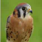 Kestrel - photo by Jason Crader