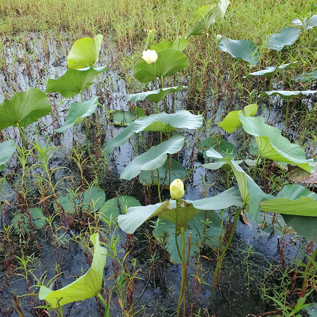 Plants with large wide leaves and white flowers emerge from a marsh.