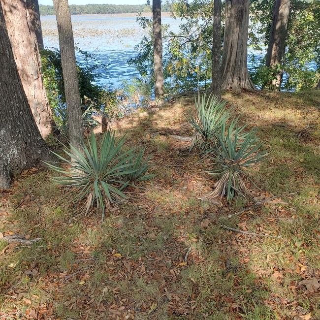 Three yucca plants grow near trees on the edge of a lake. They are about a foot high with sharp looking green leaves that stick into the air.