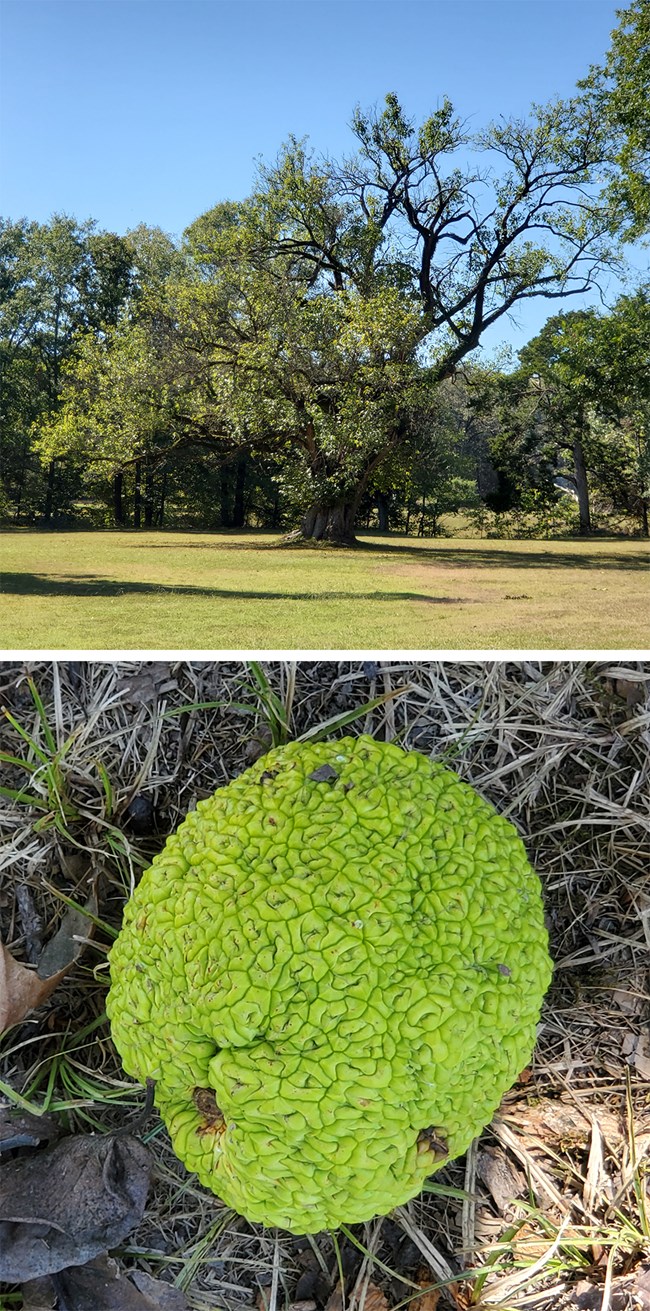 Two images. Top: a deciduous tree with long gnarled branches. Bottom: green object resembling an apple containing many small grooves.