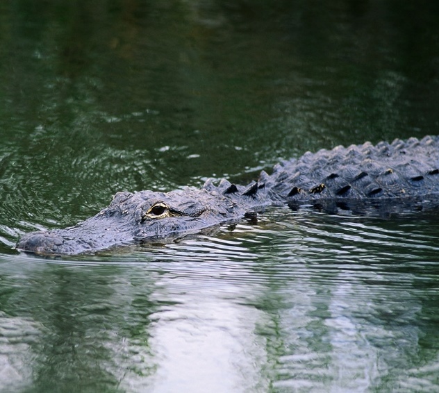 Allligator