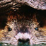 nutria_under_a_log