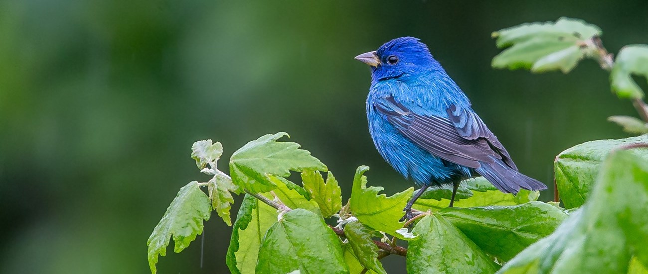 A small bright blue bird perched on a limb.