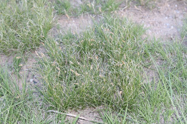 Clumps of green sedges are seen on the prairie.