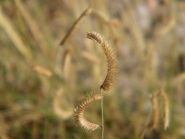 Grass that features a terminal comb-like structure that resembles an eyelash.
