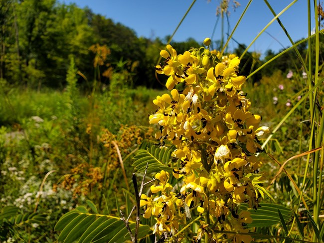 A large canary-yellow flower with dense clusters of petals off an upright stalk. Behind it re other prairie plants with a tall tree line in the distance.