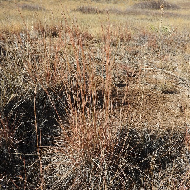 A cluster of coppery-red grass leaves.