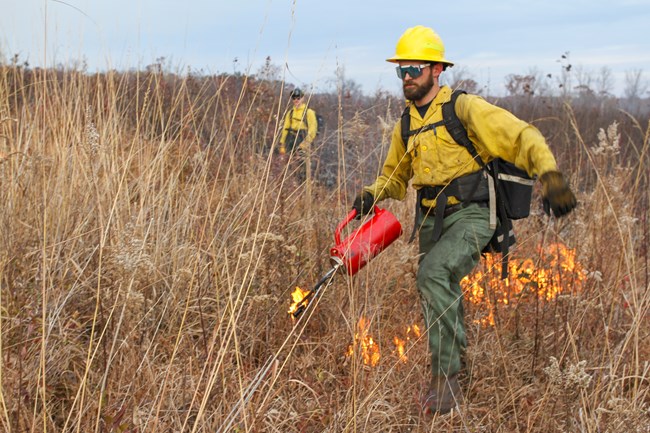 A wildland firefighter wearing a yellow hard hat and yellow shirt is lighting a prescribed fire in some tall brown grass.