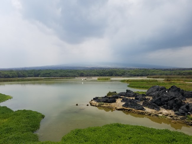 8_MAMA_HI Kapo'ikai ponds (1)