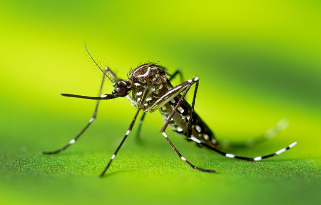 Aedes aegytpi mosquito