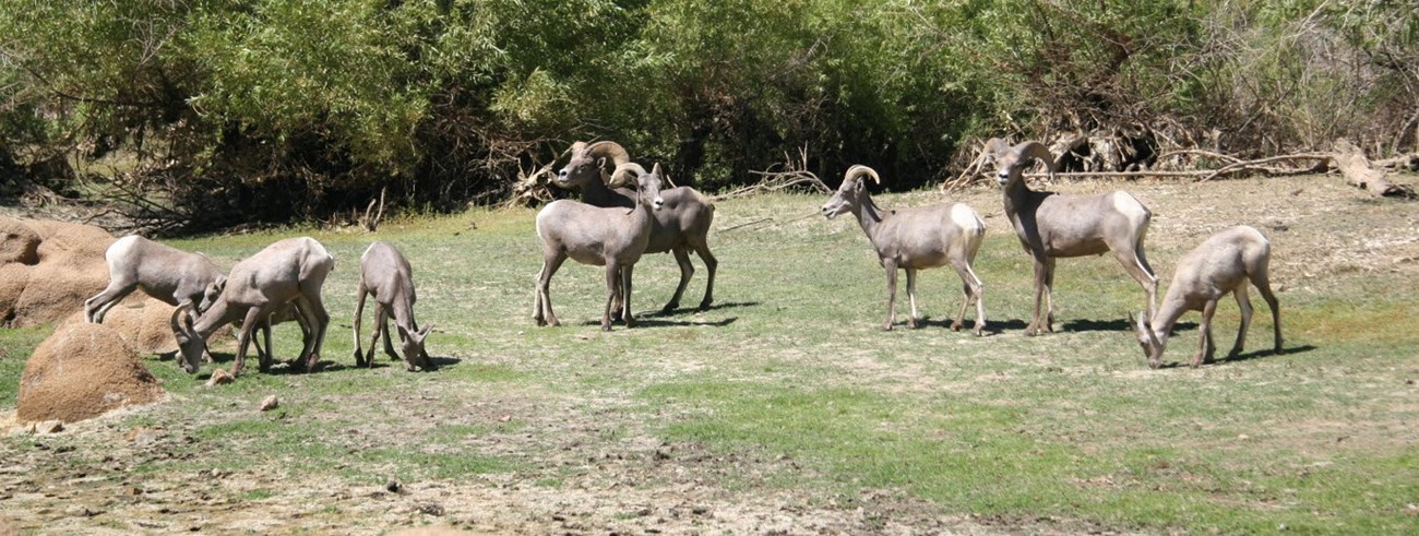 Desert bighorn sheep near Barker Dam, one of the only reliable year-round sources of surface drinking water in the Park