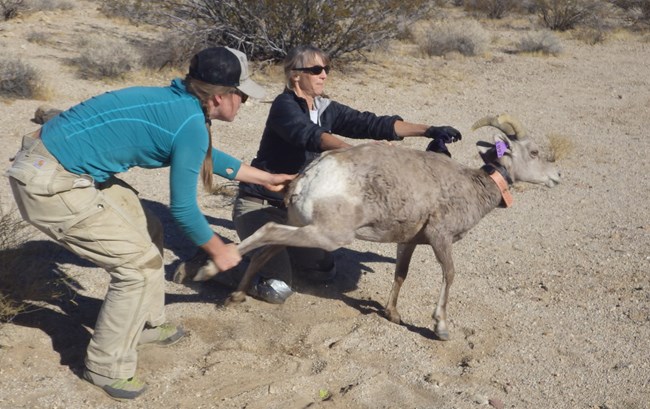Releasing a bighorn sheep equipped with a transmitter collar