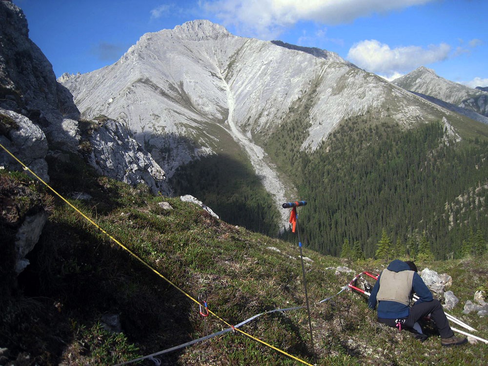 A researcher surveys plants in high alpine.