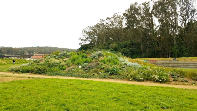 Native plants in full bloom on berms at West Crissy Field