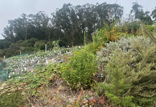Native plants along berms at West Crissy Field. Plants established several years ago are next to a section newly planted with volunteer help.