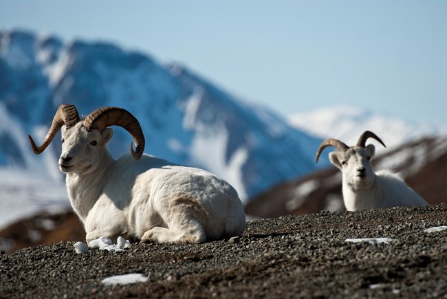 Dall sheep resting on a mountaintop.
