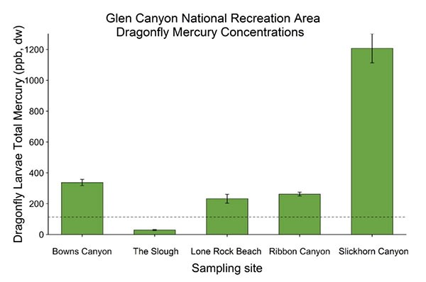 Bar graph of dragonfly larvae total mercury concentrations for sites in Glen Canyon. Bowns Canyon: 346 ppb, dw. The Slough: 32 ppb, dw. Lone Rock Beach: 252 ppb, dw. Ribbon Canyon: 266 ppb, dw. Slickhorn Canyon: 1252 ppb, dw.