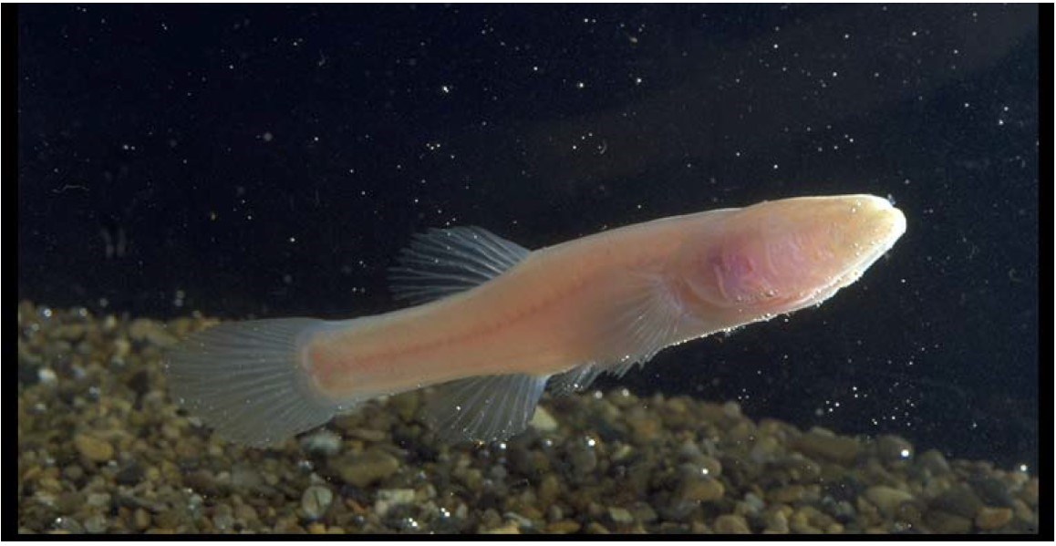 cave fish with translucent body and no eyes