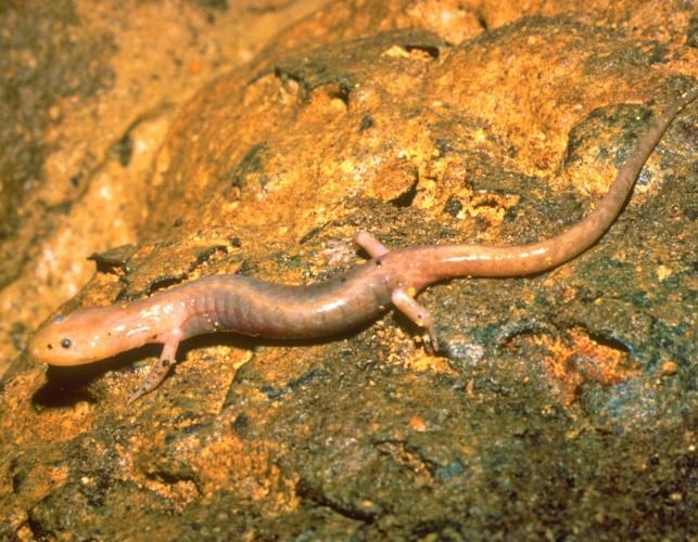 bright orange cave salamander