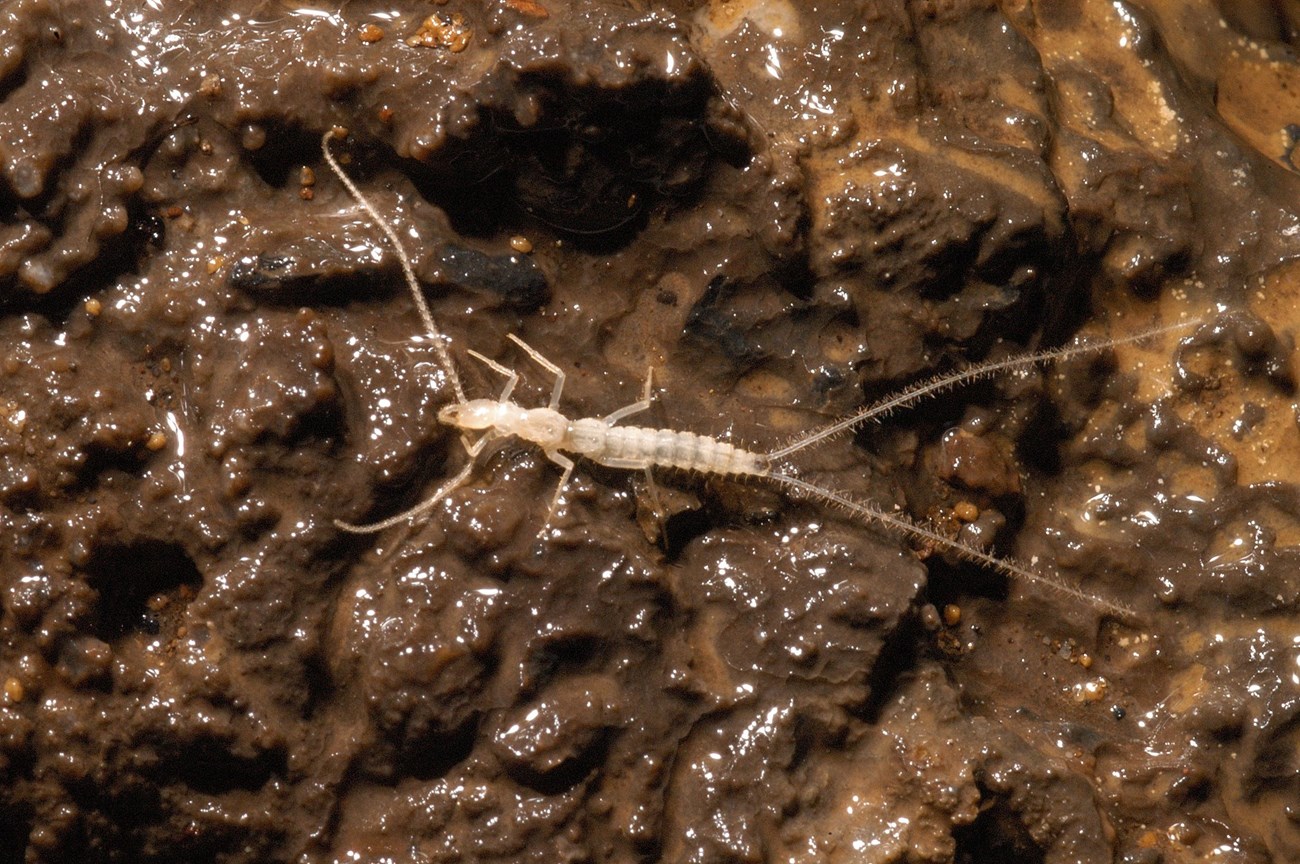 small pale insect on a muddy cave wall