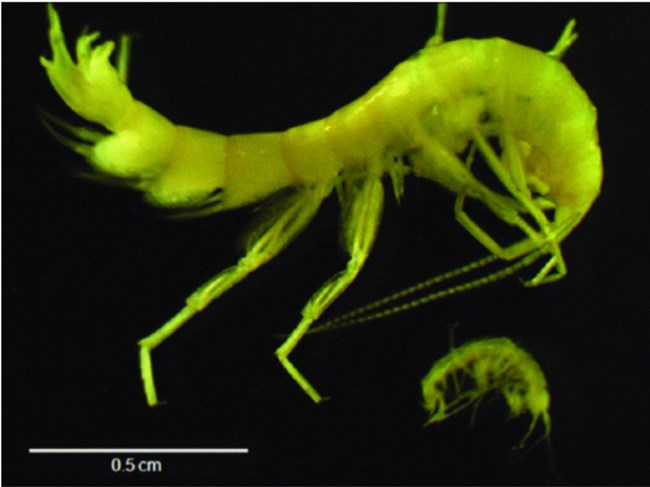 small shrimp-like animal photographed through a microscope