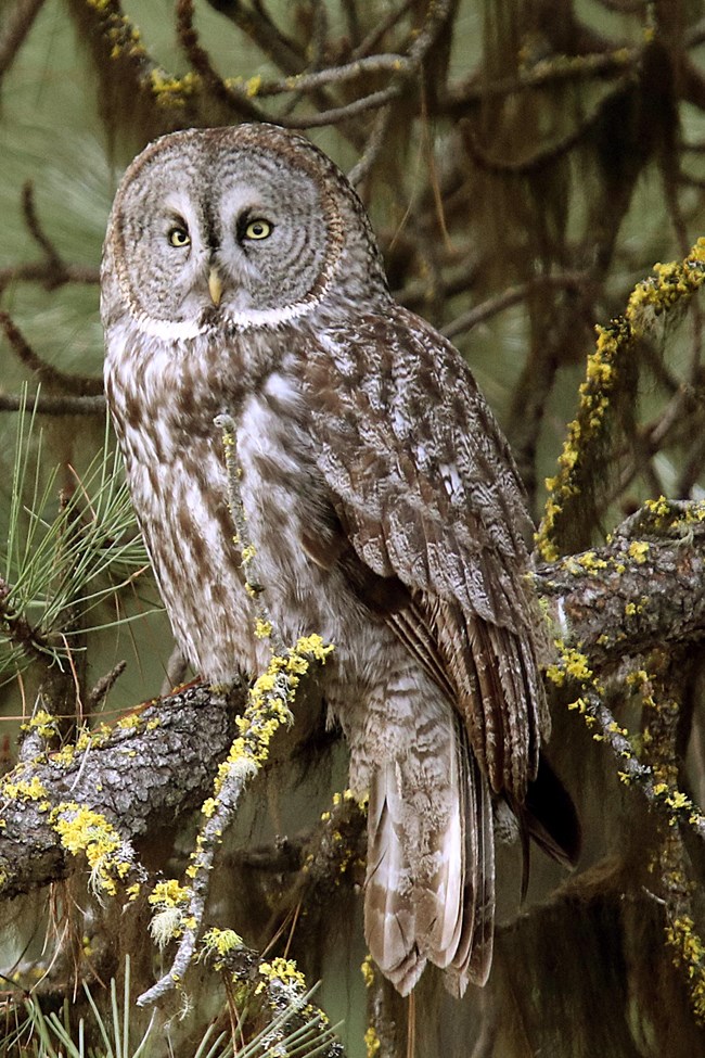Tall, brown, and gray-checkered owl with yellow eyes and large facial disk perched on a branch.