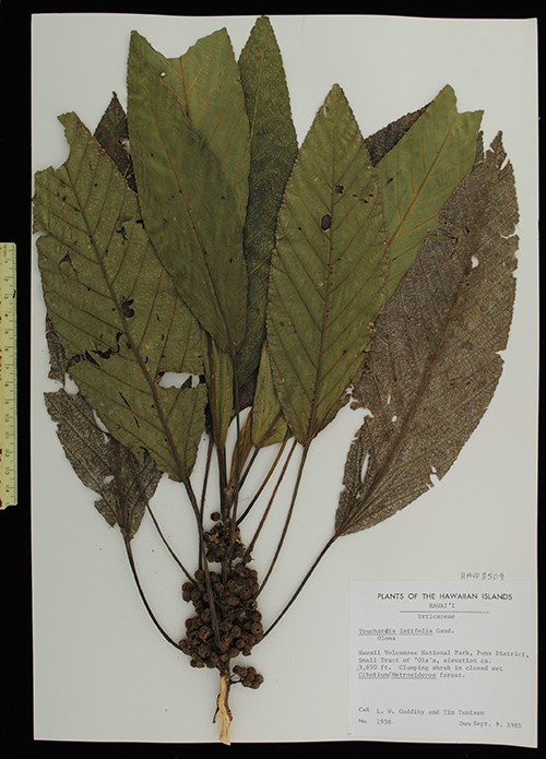 Herbarium sheet of olonā nettle.