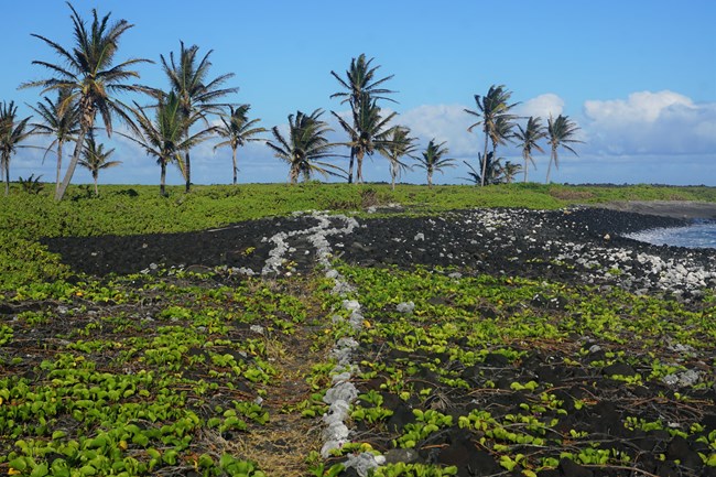 An oceanic coastline covered with native shrubs.