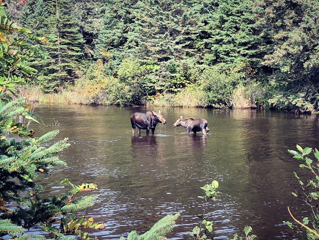 A cow and calf moose wade in a creek.