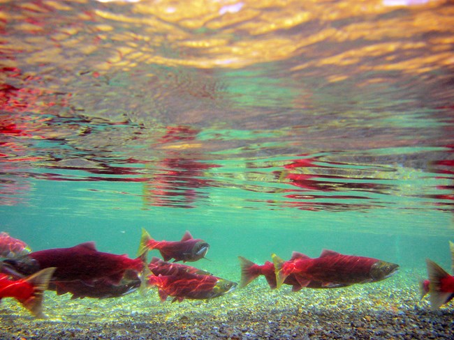 Sockeye salmon swimming underwater.