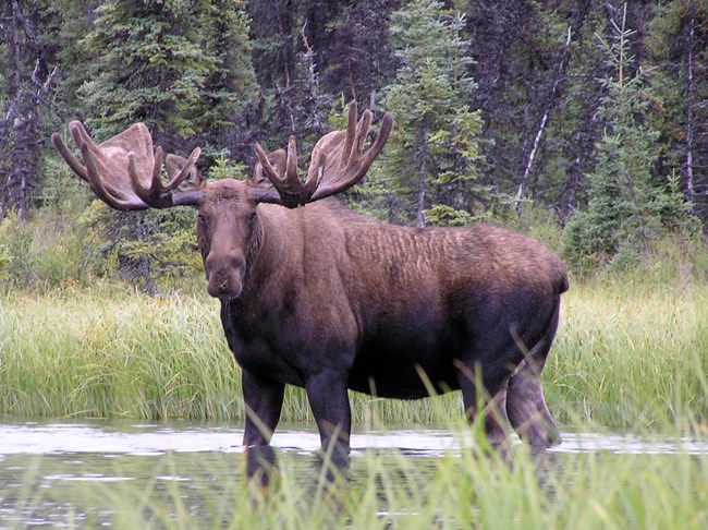 Image of a bull moose standing in vegetation.