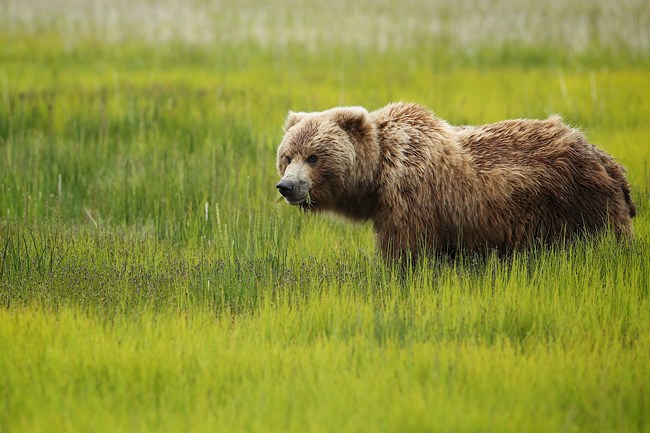 Image of a bear standing in green vegetation eating sedges and looking towards the camera.