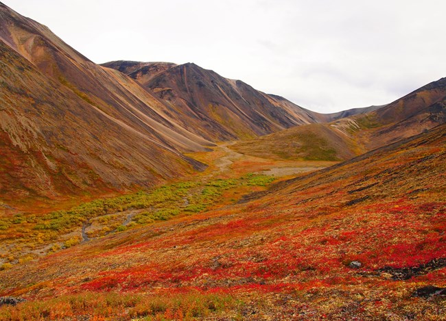 Image of open tundra, varied and colorful with mountain range and clear skies in the background.