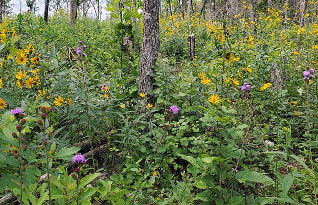 Giant swallowtail butterfly feeding on Eastern blazing star (purple wildflower) amid woodland sunflowers