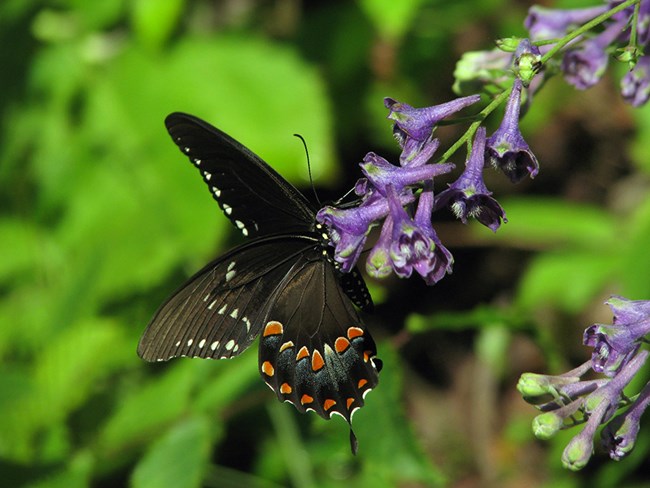 Spicebush swallowtail butterfly on tall larkspur