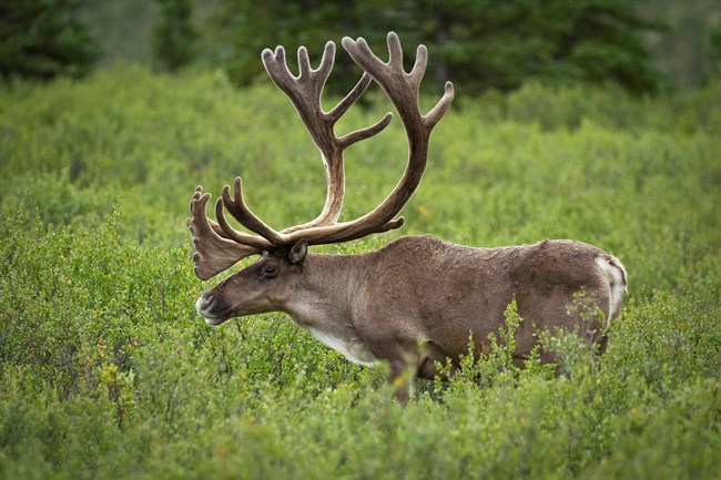 Profile of a Bull Caribou standing in vegetation.