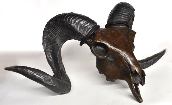 A ram's skull sculpture with cast iron horns