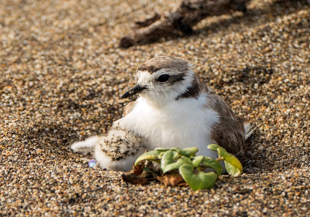 A small beige and white bird with long black beak and big dark eyes covers a chick as she sits in a sand scrape next to a green plant.