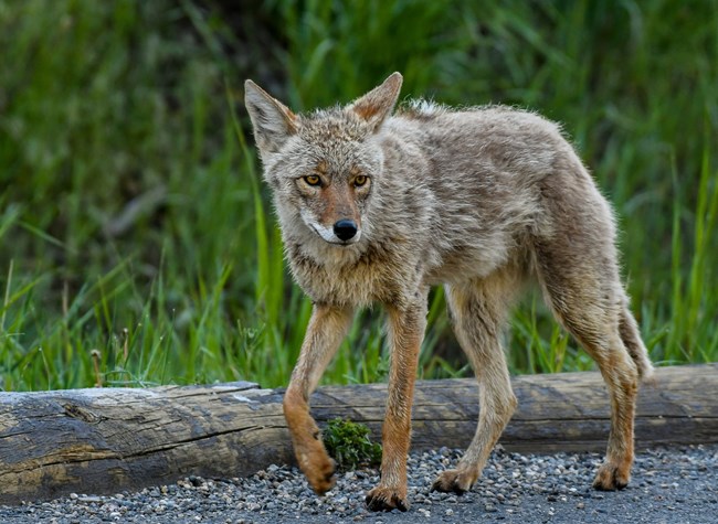 furry coyote walking next to log and green grasses.